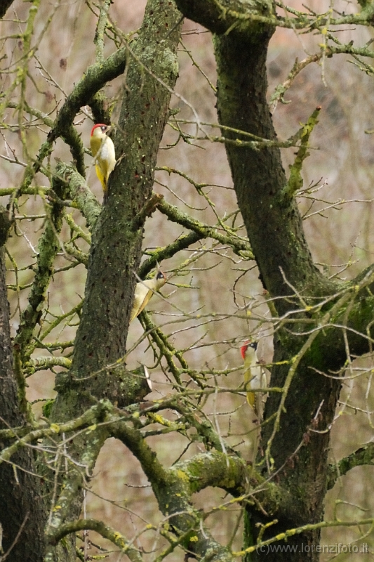 Picus viridis (Picchio verde, in alto a sinistra il maschio).jpg
